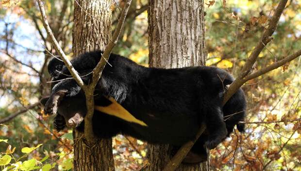 Гималайский медведь отдыхает на деревьях