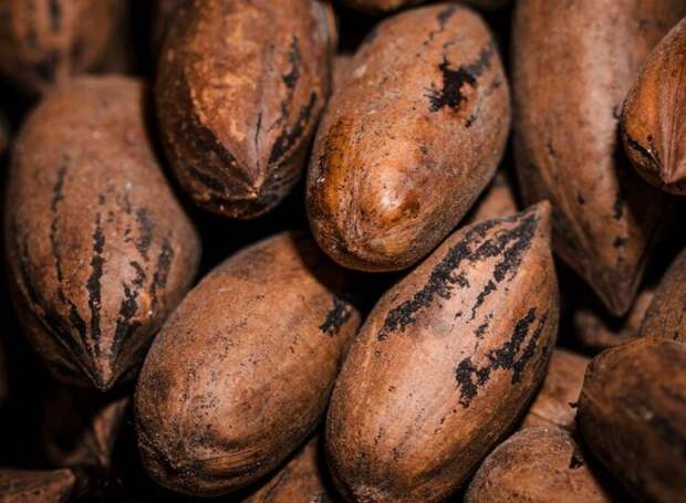 Какао-бобы на торгах достигли максимума - 11 тысяч долларов за тонну