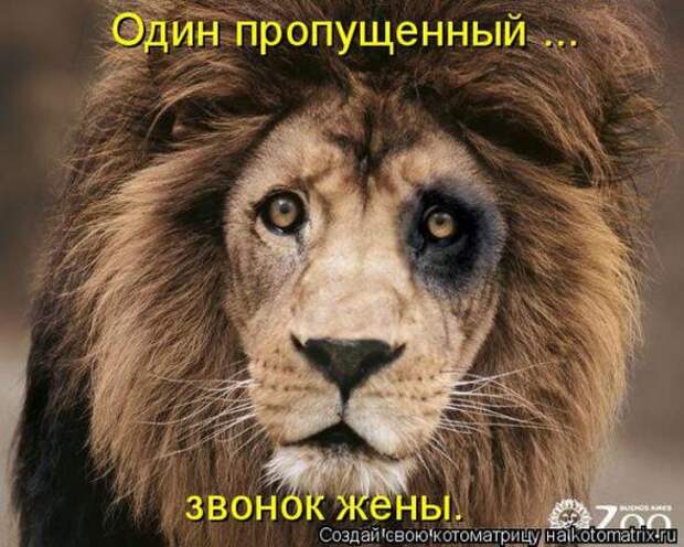 Котоматрицы (картинки с надписями)