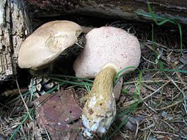 Tylopilus felleus ru.jpg
