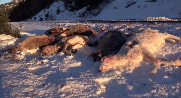Северные олени в Норвегии гибнут от грузовых поездов