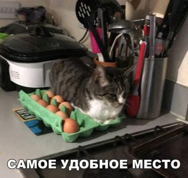 Прикольные фотомемы (23 шт)