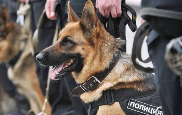 Служебный пёс помог найти преступника в доме на Волоколамском шоссе