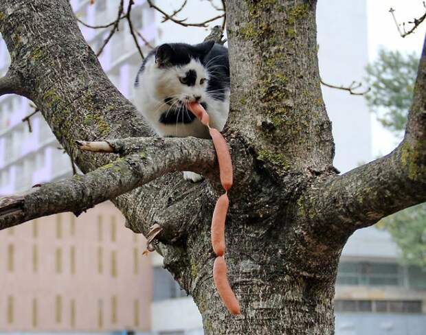 Коты-воришки, застуканные на месте преступления  позитив, воришка, кот