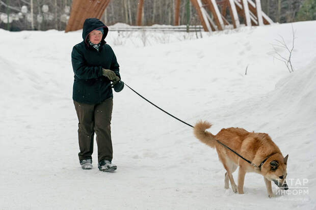 Татарстанда 62,8 меңнән артык йорт эте теркәлгән