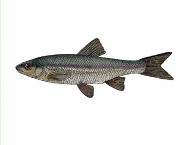 Ялець-андруга європейський Telestes soufa Risso, 1827