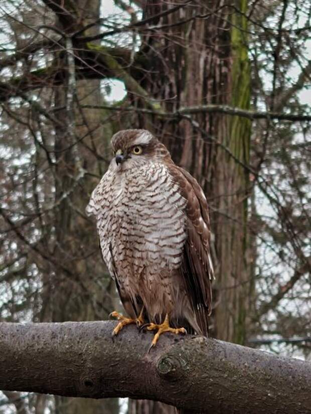Редкий пернатый охотник: перепелятник замечен в центре Петербурга