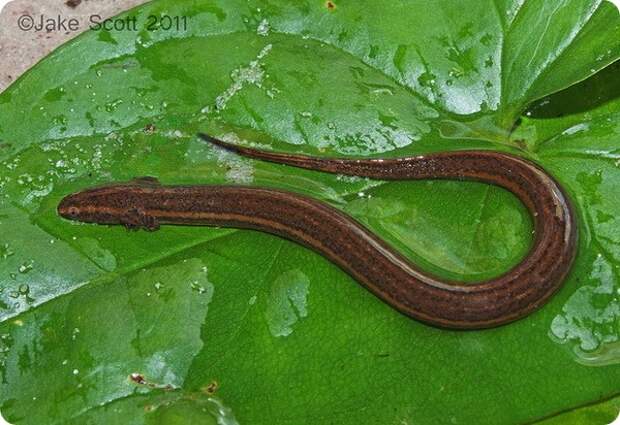 Южный карликовый сирен (лат. Pseudobranchus axanthus)