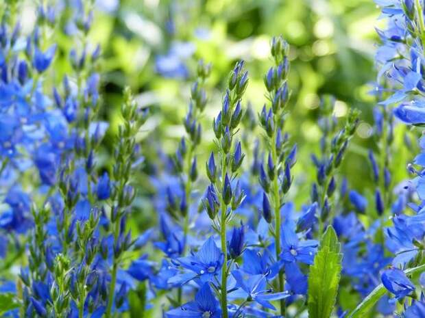 Синие цветы Колокольчика