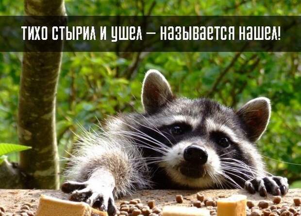 Еноты плохого не посоветуют.