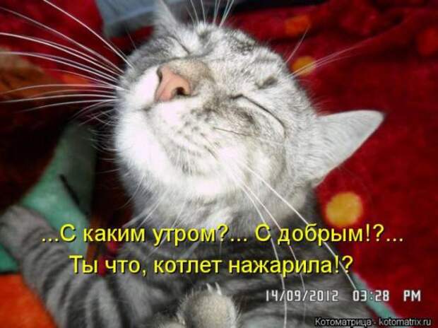Котоматрицы(картинки с надписями)