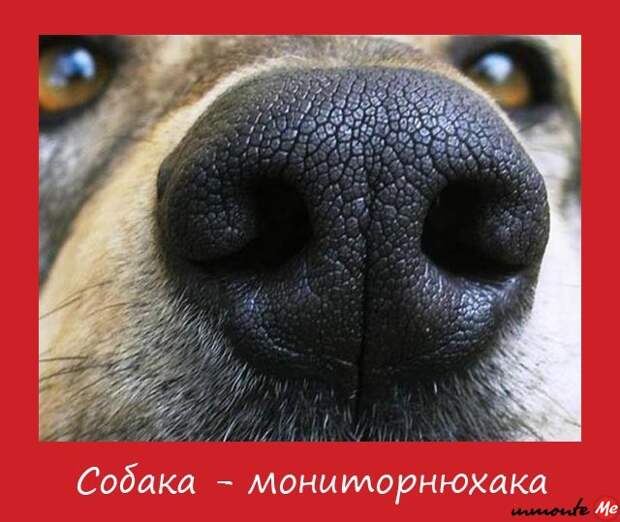 Собачий пост
