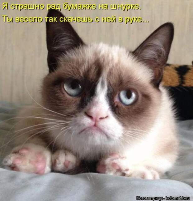 Котоматрицы(картинки с надписями)