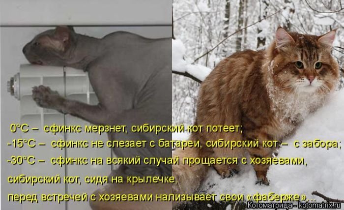 Котоматрицы великолепные, каждая с кусочком позитива и хорошего настроения!!!