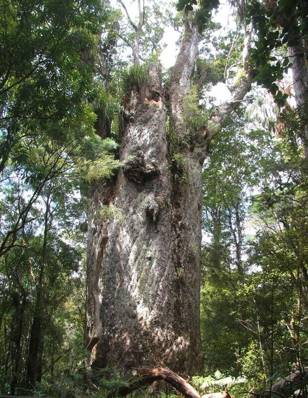 https://www.wired.com/wp-content/uploads/2010/03/old-tree_9a.jpg