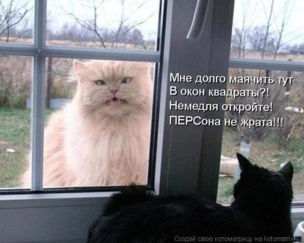Котоматрицы(картинки с надписями)