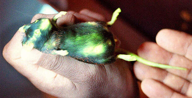 Магия живого света Магия живого света биолюминесценция, животные, насекомые, свет, свечение