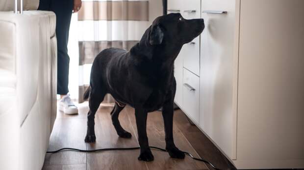 Кинолог дал советы по организации пространства для собаки при работе на удалёнке