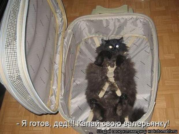 Котоматрица для ночных посетителей Поржать.ру