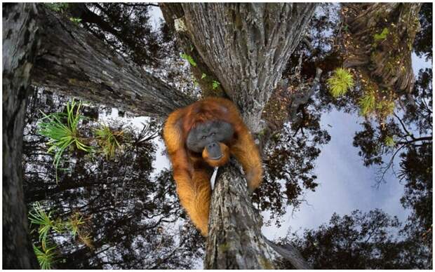 Объявлены победители World Nature Photography Awards: лучшие снимки природы из разных уголков мира, от которых невозможно оторвать взгляд