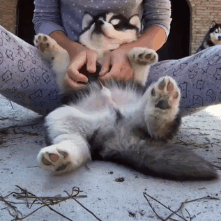 Husky Belly Rub