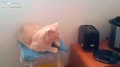15 кошачьих фейлов, которые заставят вас смеяться до слез