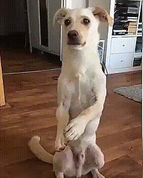 гифки, демотиваторы, коты