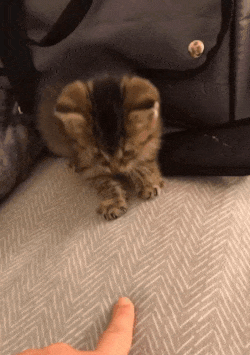 Без кота и жизнь не та