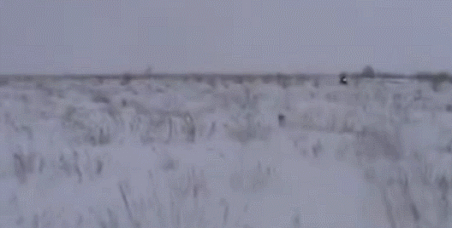 Неожиданные гифки