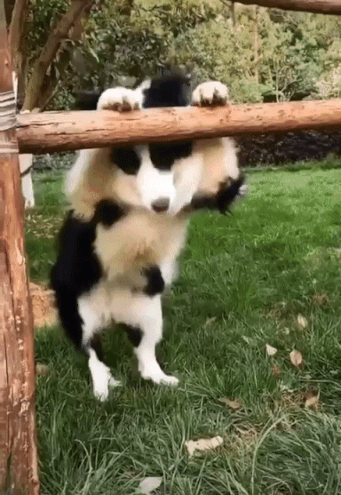 - Ты, новый хозяин?!! Держи пять!