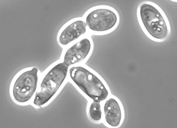 Yarrowia lipolytica