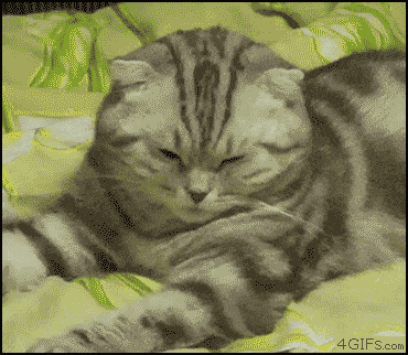 Самые ленивые коты на свете
