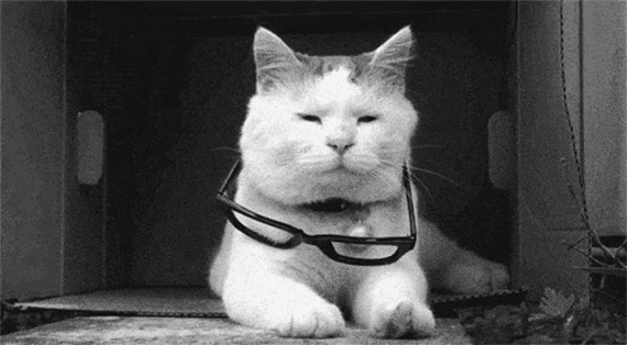 13 убедительных причин завести кошку