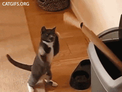 cats2a