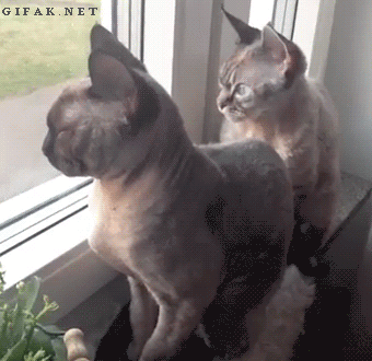 Кототерапия