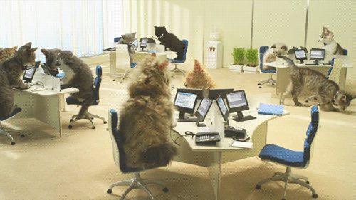 коты на работе