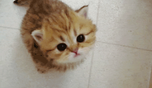 Мяяяу (meow)