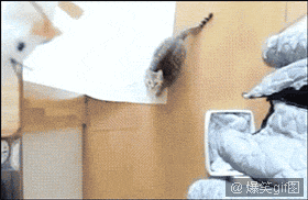 Как летает кот 