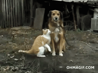 кошки-собаки