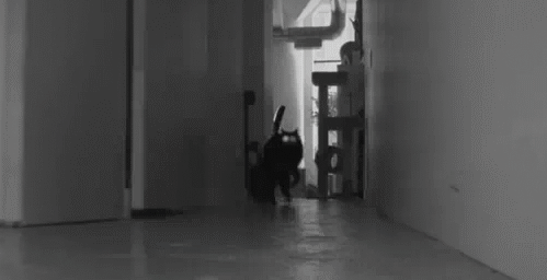That maybe they can see spirits and paranormal beings.