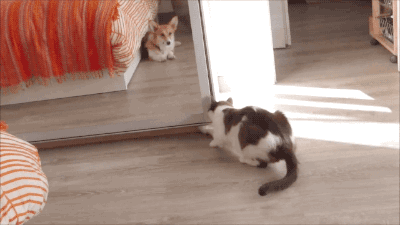 Котик в домике
