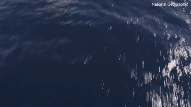 National Geographic воссоздал "смертельную спираль" пропавшего рейса MH370
