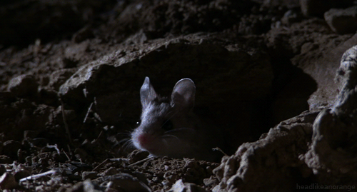 A “howling” grasshopper mouse. (Untamed Americas - NGC)