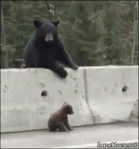 Гифка животные, поднимает, медведь,  gif картинки, mama bear, bear cub,  гиф анимация скачать бесплатно 