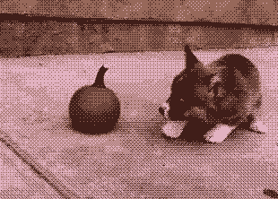 Веганский рацион положительно сказался на здоровье собак