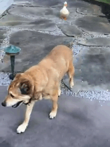 Утка спасла пса от тоски