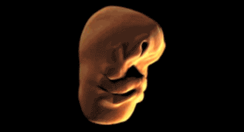 как формируется лицо в утробе
