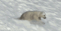 Гифка животные, милый, полярный медведь,  gif картинки, снег, скользит, детеныш,  гиф анимация скачать бесплатно 