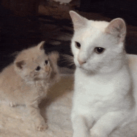 Без кота и жизнь не та