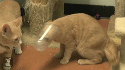 22 Conversations Every Cat Owner Has Had With Their Pet